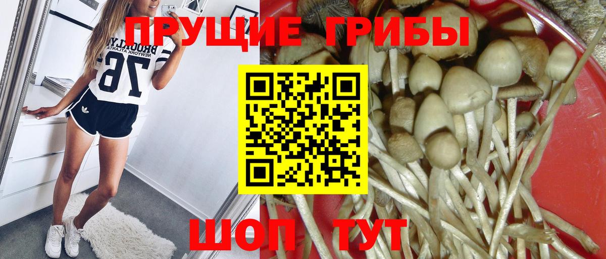 Галлюциногенные грибы Psilocybe  наркотики  Вход с VPN  Вязьма  Псилоцибиновые грибы Cubensis 